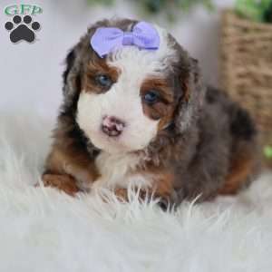 Daisy, Mini Bernedoodle Puppy